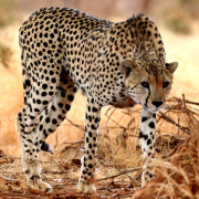 cheetah