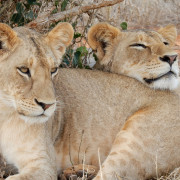 lionesses