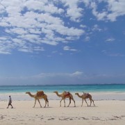 School_expedition_Kenya_scuba_camels_on_beach-1-1-scaled