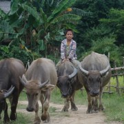 School_expeditions_northern_thailand_adventure_boy_buffalo