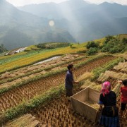 School_expeditions_thailand_chiang_mai_rice_harvest-1600×1000